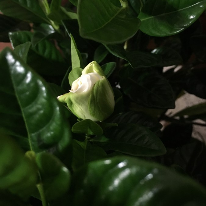 2016-02-19 00.00.34-1